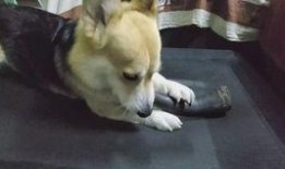 柯基可以吃洋瓜吗视频