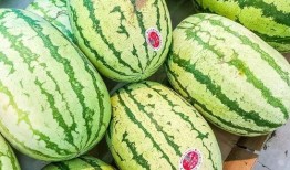 吃瓜只吃瓜尖的视频素材,揭秘吃瓜只吃尖的秘密