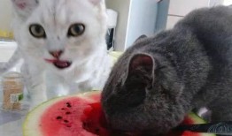 三姐的猫吃瓜视频,笑料百出！