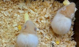 仓鼠可以吃土瓜干吗视频