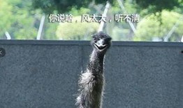 鸵鸟会吃佛手瓜吗视频大全,揭秘鸵鸟对佛手瓜的神奇反应