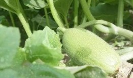 新疆吃瓜视频,揭秘新疆特色美食的魅力