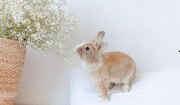 兔子可以吃秋瓜吗视频教程,秋瓜的适宜性解析