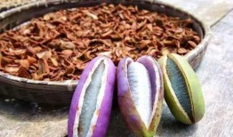 兔子吃八月瓜视频,兔子品尝八月瓜的趣味瞬间