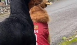 动物群众吃瓜视频,揭秘它们的“八卦”时刻