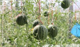 大新县吃瓜事件视频最新,一场引发热议的网络视频风波