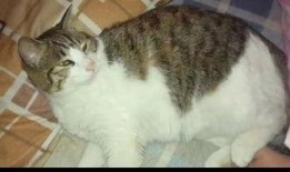 我是吃瓜猫咪视频,揭秘我是吃瓜猫咪的趣味瞬间