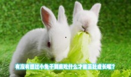 兔子可以吃秋瓜吗视频教程,秋瓜的适宜性解析