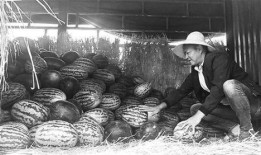 邓州吃瓜群众事件视频,一场网络舆论的风暴与反思