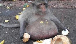 人吃瓜像猴子视频图片,趣味视频揭示人类与动物共通食趣