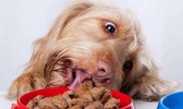 狗子吃瓜沙雕视频在线观看,笑料百出！