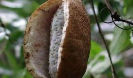 山蛙吃八月瓜好吗视频,探寻自然界的和谐共生