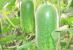 真实劲爆吃瓜图片视频,劲爆吃瓜瞬间，真相曝光！