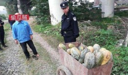 金龙湾吃瓜事件视频大全,视频大全揭秘惊人真相