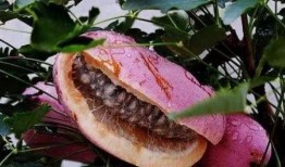 夏季吃八月瓜视频,八月瓜美食视频大赏