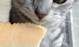 我是吃瓜猫咪视频,揭秘我是吃瓜猫咪的趣味瞬间