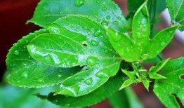 黄守瓜吃叶子视频