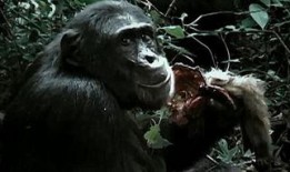 吃哈密瓜变成猩猩视频,揭秘神奇视频背后的科学奥秘