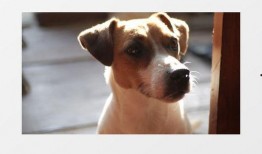 小狗吃小瓜视频播放下载,视频播放下载火爆全网