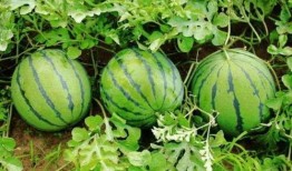 吃沙瓜的视频在线观看,在线观看沙瓜视频，感受夏日清凉