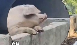 动物群众吃瓜视频,揭秘它们的“八卦”时刻