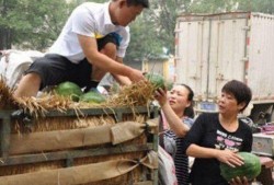 吃瓜小熊卖牛粪视频,一场另类农业直播秀