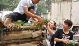 吃瓜小熊卖牛粪视频,一场另类农业直播秀