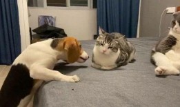 舔屏菜狗吃瓜群众视频,揭秘网络视频的狂欢盛宴