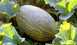 搞笑视频疼吃哈密瓜