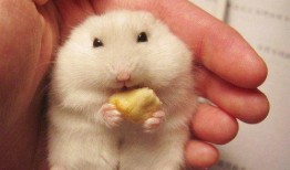 仓鼠吃瓜吃皮视频播放,仓鼠吃瓜皮视频走红网络