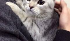 吃瓜的猫素材视频,揭秘猫咪的“八卦”时刻