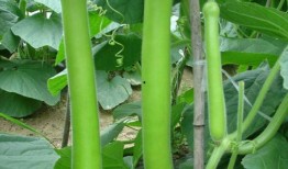 怎么快速看到吃瓜视频,轻松捕捉热门吃瓜视频