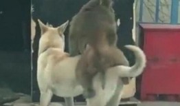 吃瓜视频狗狗,萌宠界的欢乐时光