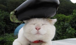 三姐的猫吃瓜视频,笑料百出！