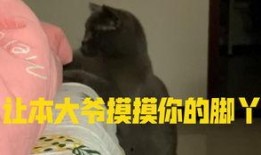 猫咪吃小瓜视频播放,视频播放量爆表！
