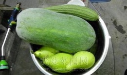 吃瓜只吃瓜尖的视频素材,揭秘吃瓜只吃尖的秘密