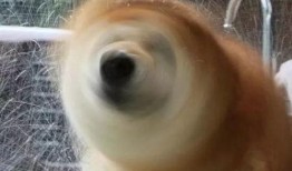 狗子吃瓜沙雕视频在线观看,笑料百出！