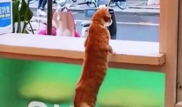 吵架的视频吃瓜版