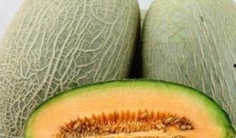 燕子吃哈密瓜视频大全集,趣味视频大盘点