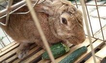 兔子会吃小瓜吗视频教程,小瓜在兔子菜单中的地位