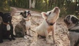 吃瓜网红事件狗子视频