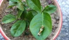 黄守瓜吃叶子视频