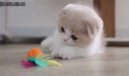 胖达吃瓜视频,揭秘娱乐圈幕后故事