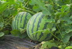 旺柴新津吃瓜视频,揭秘娱乐圈最新热点事件