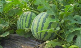 旺柴新津吃瓜视频,揭秘娱乐圈最新热点事件