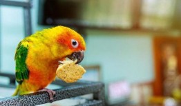 带你吃瓜搞笑视频鹦鹉,带你笑翻“吃瓜”搞笑视频