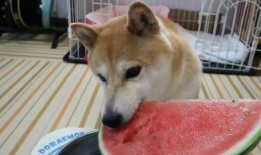 柴犬可以吃梨瓜吗图片视频,揭秘柴犬能否享用梨瓜美味