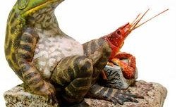 喷水蛙吃瓜视频下载免费,免费下载，揭秘萌宠趣味瞬间