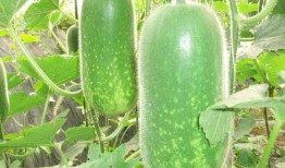 春天吃小凤瓜好吗视频,小凤瓜的美味与营养