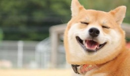 柴犬可以吃梨瓜吗图片视频,揭秘柴犬能否享用梨瓜美味